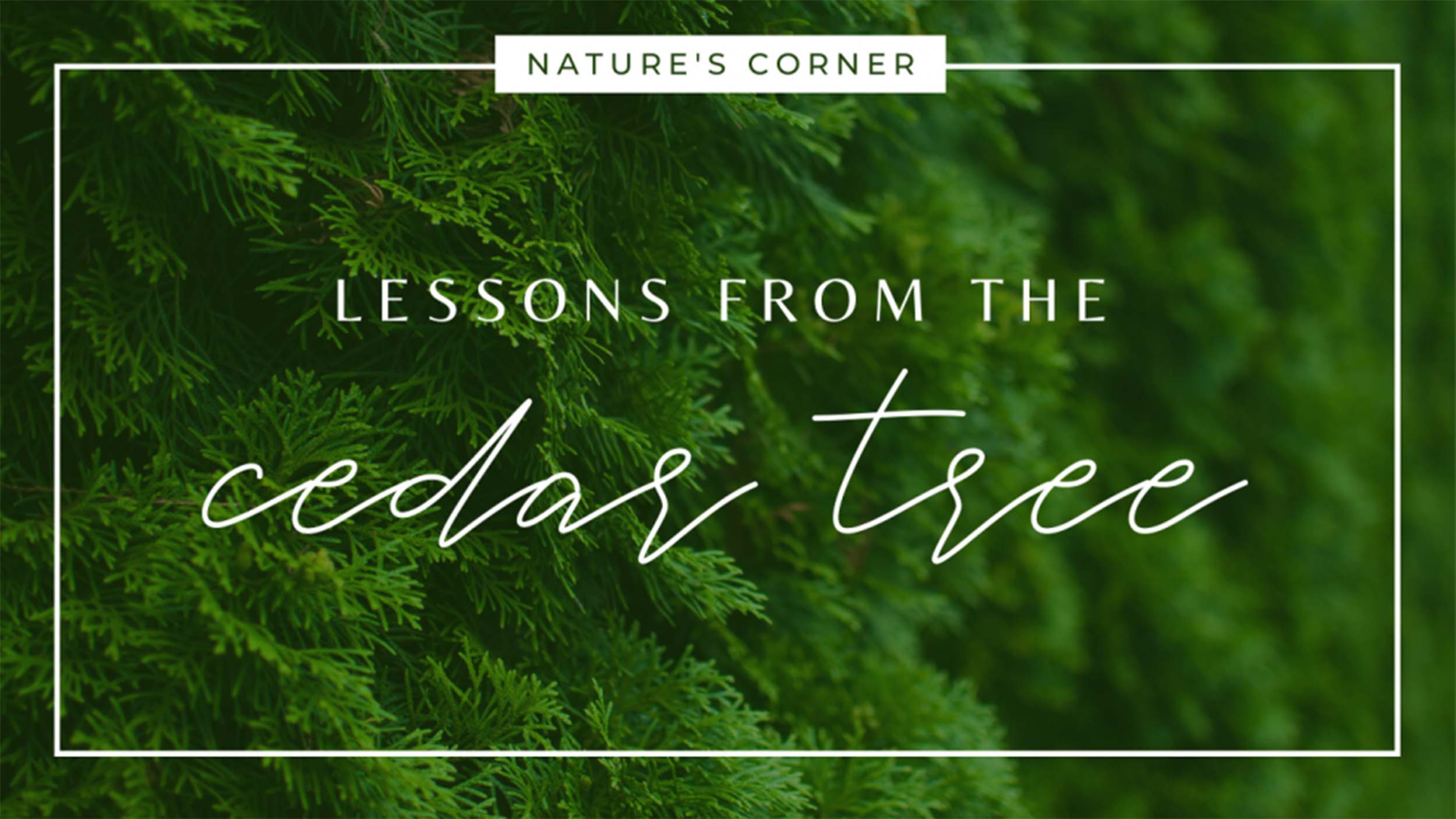 Lessons From The Cedar Tree